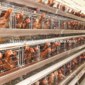 Hochwertiger Broiler Geflügelschuppen Design mit vollautomatischem System